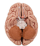 Классическая модель мозга, 5 частей, фото 3