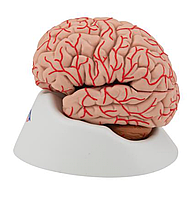 Модель мозга с артериями, 9 частей