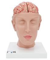 Модель мозга с артериями в основании головы, 8 частей