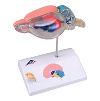 Анатомическая модель мозга крысы в сравнении с человеческим