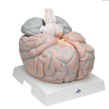 Гигантская модель мозга, 2.5-кратное увеличение, 14 частей, фото 2