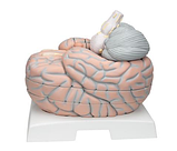 Гигантская модель мозга, 2.5-кратное увеличение, 14 частей, фото 3