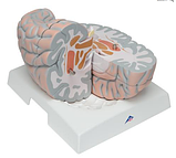 Гигантская модель мозга, 2.5-кратное увеличение, 14 частей, фото 5