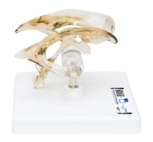 Модель желудочка мозга