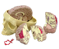 Модель головного мозга