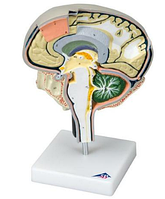 Сечение мозга