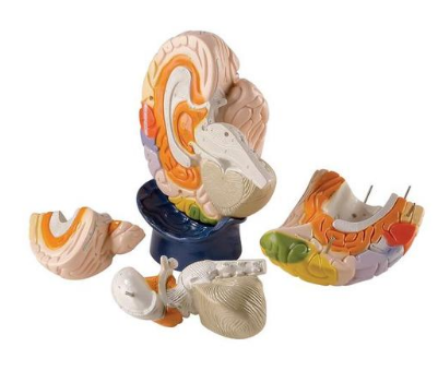 Модель областей мозга, 4 части, фото 1