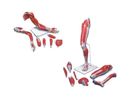 Анатомический набор руки и ноги