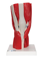 Модель коленного сустава, 12 частей