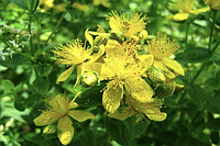 Зверобой, трава, 50г р