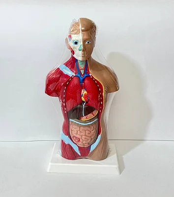 Жапондық әйелдің кеуделері