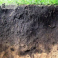 Полтавада кім жыныстық қатынасты қалайды? Жыныстық массаждың құпиясы