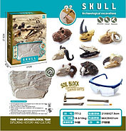 Помятая упаковка!!! 777-3 Череп археологические раскопки, 27*21см, фото 2