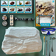 Помятая упаковка!!! 777-3 Череп археологические раскопки, 27*21см, фото 3