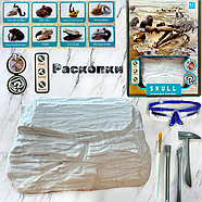 Помятая упаковка!!! 777-3 Череп археологические раскопки, 27*21см, фото 4