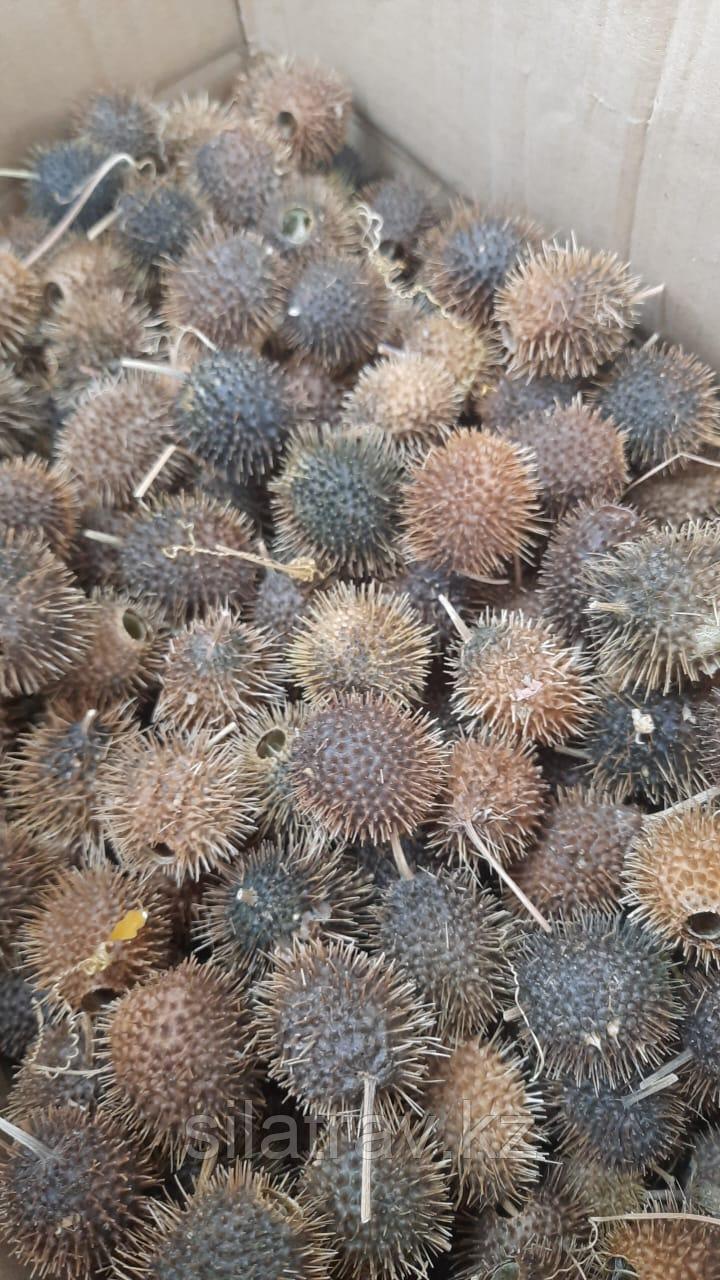 Бурнаки или Верблюжья колючка  от гайморита (2шт). Алматы, фото 1