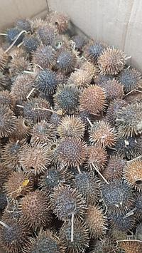 Бурнаки или Верблюжья колючка  от гайморита (2шт). Алматы