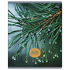 Тетрадь 48л., А5, клетка BG "Детали природы", эконом, фото 4