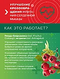 ЗЕЛЁНЫЙ ЛЕКАРЬ "Для сердца и сосудов" 60 капсул, фото 5