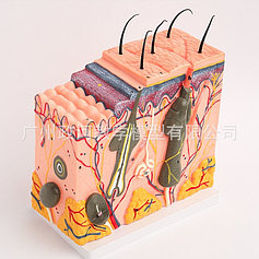 Анатомические модели