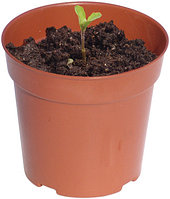 WORTH, 4125, Горшок для цветов 0,3 л., глубина - 10 см., диаметр - 10,5 см- 6 шт в упаковке