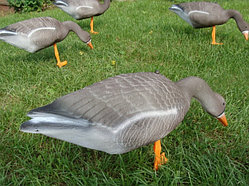 Гусь подсадной