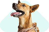 Эндоскопическая стерилизация собак