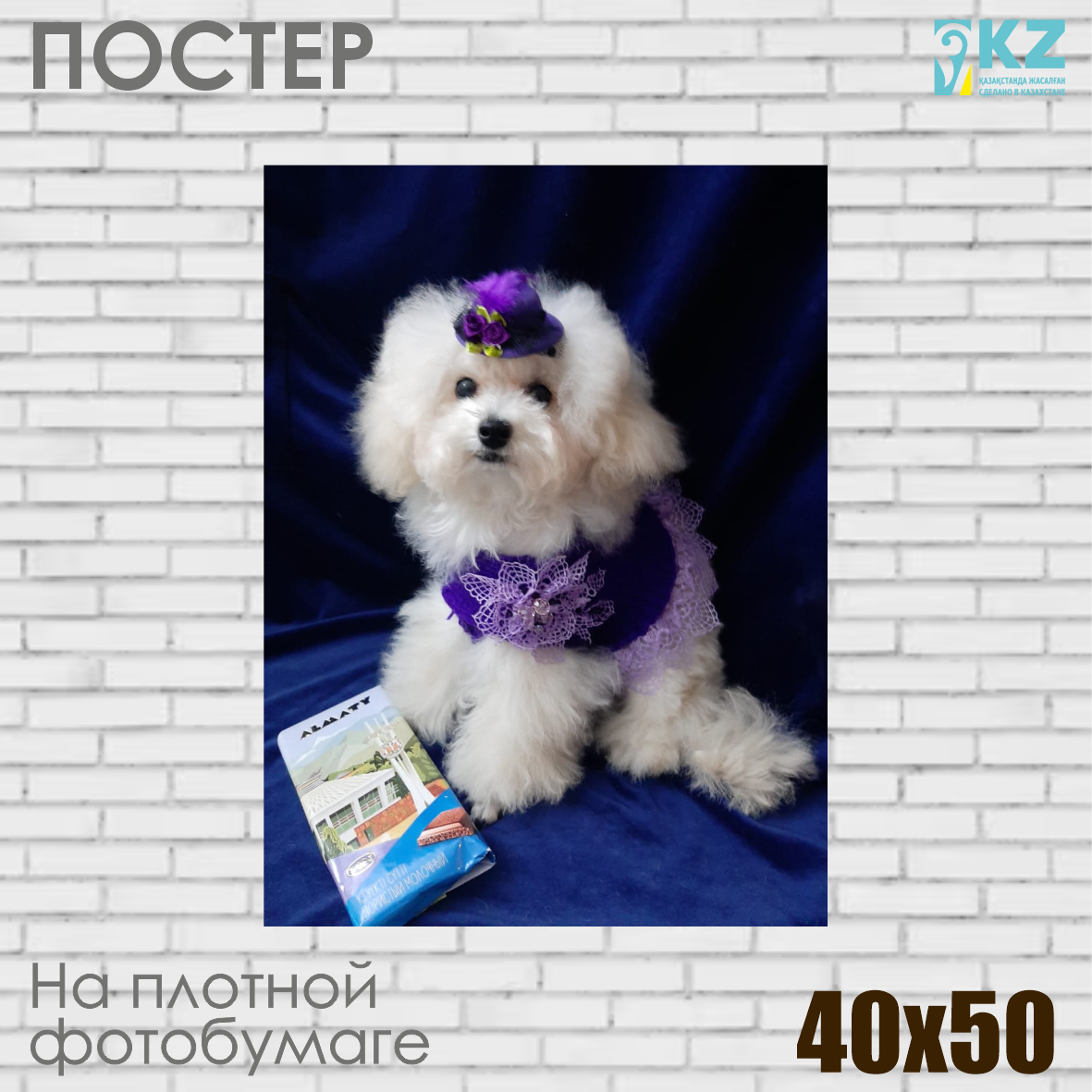 Постер "Белый пудель" (40х50 на фотобумаге), фото 1