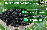 Бархат Амурский - сухая ягода. 100 гр.