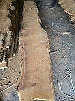 Слэб карагача капового