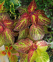 Колеус Граффити/укорененный черенок