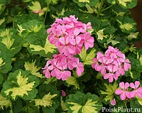 Пеларгония Happy Troung pink/укорененный черенок