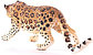 Collecta Амурский леопард, фото 3