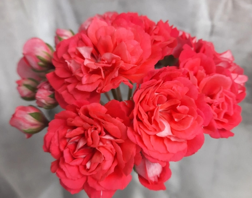 ИВ Муза/ укор.черенок, фото 1