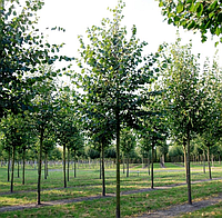 Липа мелколистная, 1.5 м.