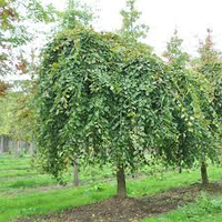 Вяз мелколистный, ком 0.8х0.6 м., проволока, 4-5 м.