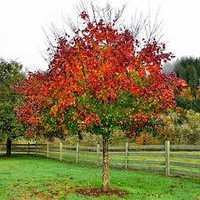 Клён татарский, 2.5-3 м.