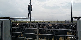 Откормочная площадка