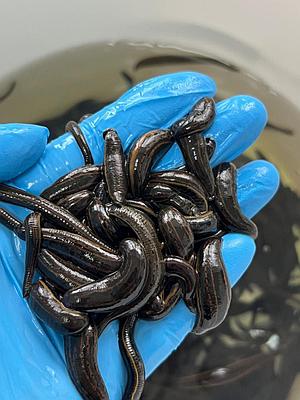 Сенімді қалай құрту керек