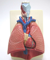 Анасы ғаламторда ұлының көзінше мастурбация жасап жатқан.