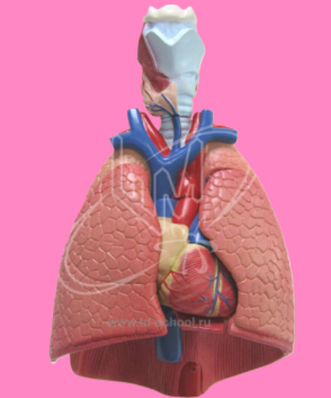 Порно фото қысқа халаттар