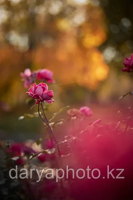 Осенняя фотосессия в Алматы Autumn photo shoot in Almaty, фото 1