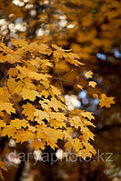 🍁 Осенняя фотосессия в Алматы   Autumn Photoshoot in Almaty  