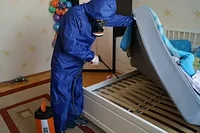 Откуда берутся клопы и как от них избавиться