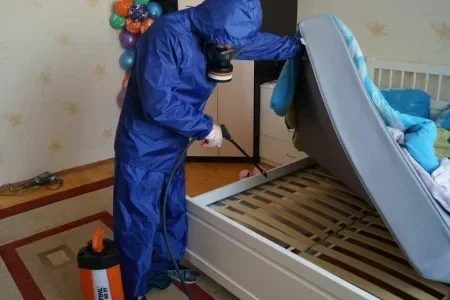 Откуда берутся клопы и как от них избавиться