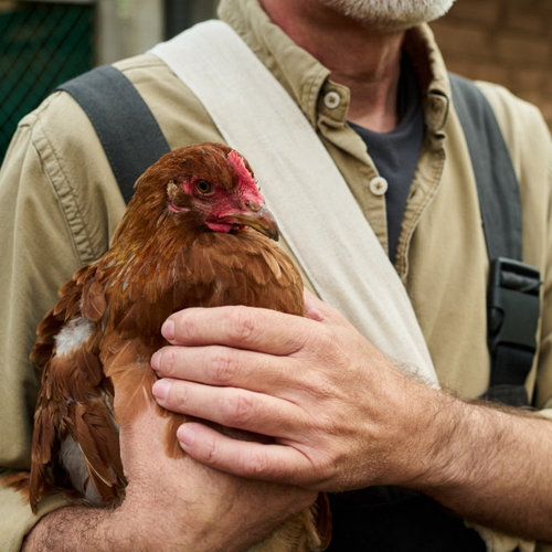 Как правильно кормить несушек: нормы, комбикорм и рацион – мнение эксперта