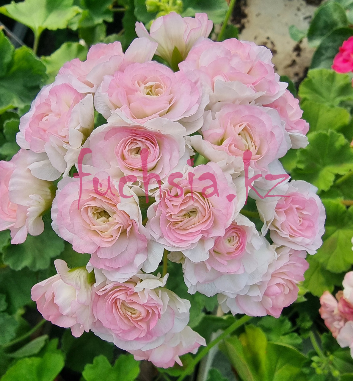 ТА-Эммануэль / зонартик/ укор.черенок, фото 1