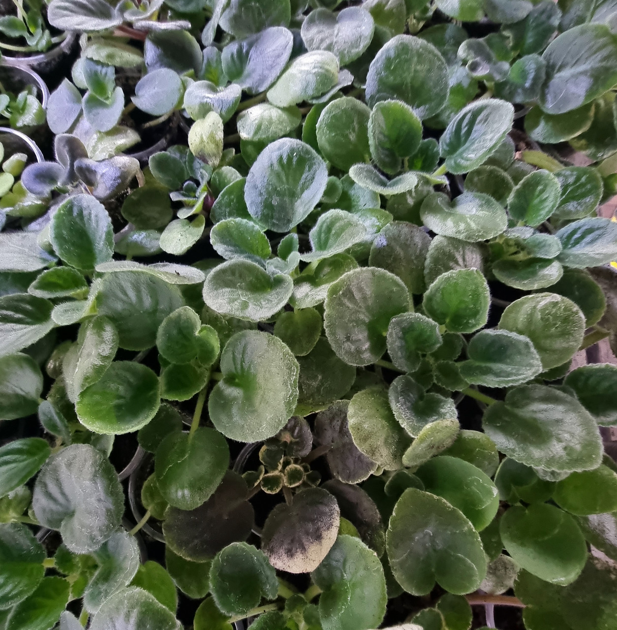 Сенполия/ маленькое растение, фото 1