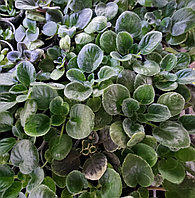 Сенполия/ маленькое растение