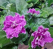 АВ Полный Восторг! / цветущее растение